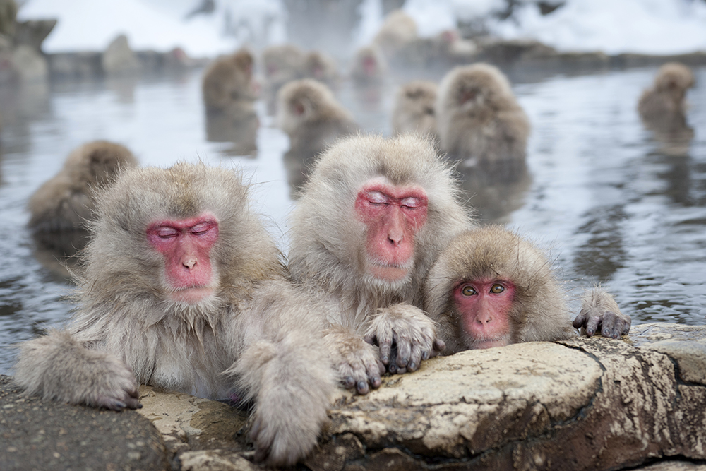 snow-monkey-in-onsen.jpg